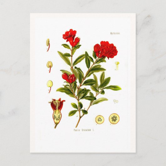 Punica granata (pomegranaat) briefkaart (Voorkant)