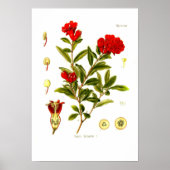 Punica granata (pomegranaat) poster (Voorkant)