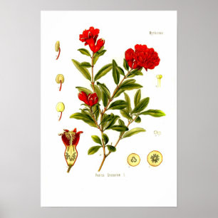 Punica granata (pomegranaat) poster