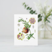 Punica granatum (Granaatappel) Briefkaart (Staand voorkant)