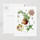 Punica granatum (Granaatappel) Briefkaart (Voorkant / Achterkant)