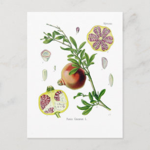 Punica granatum (Granaatappel) Briefkaart