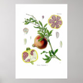 Punica granatum (Pomegranaat) Poster (Voorkant)