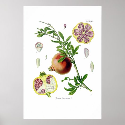 Punica granatum (Pomegranaat) Poster (Voorkant)