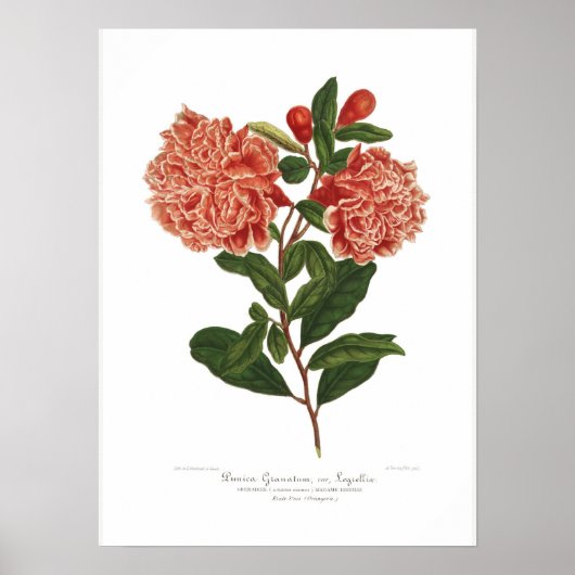 Punica granatum poster (Voorkant)
