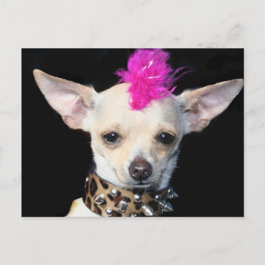Punk Briefkaart Chihuahua (Voorkant)