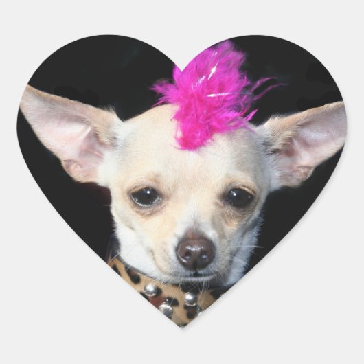 Punk Chihuahua Stickers (Voorkant)
