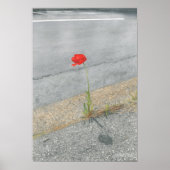 Punk papaver (Arthur) Poster (Voorkant)
