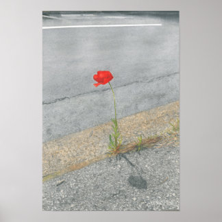 Punk papaver (Arthur) Poster