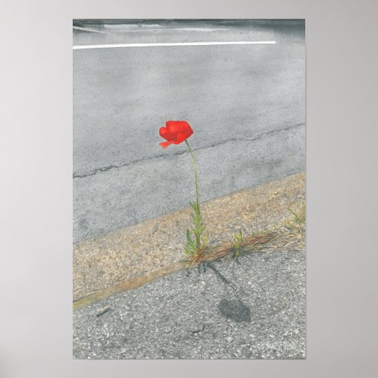 Punk papaver (Arthur) Poster (Voorkant)