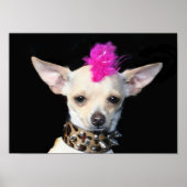 Punk Poster Chihuahua (Voorkant)