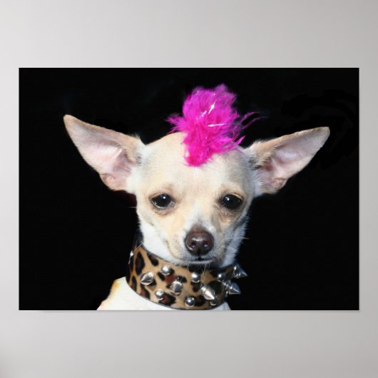 Punk Poster Chihuahua (Voorkant)