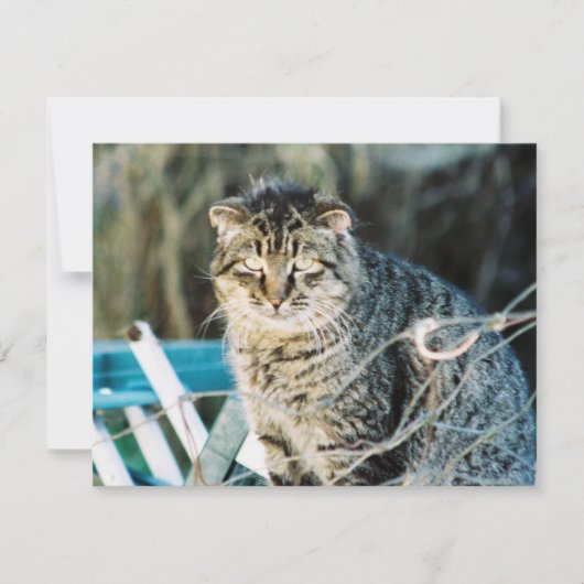 Punk Rock Feral Tom Cat Invitations Kaart (Voorkant)