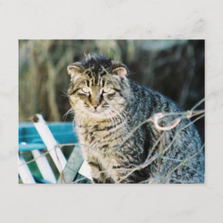 Punk Rock Feral Tom Cat Invitations Kaart