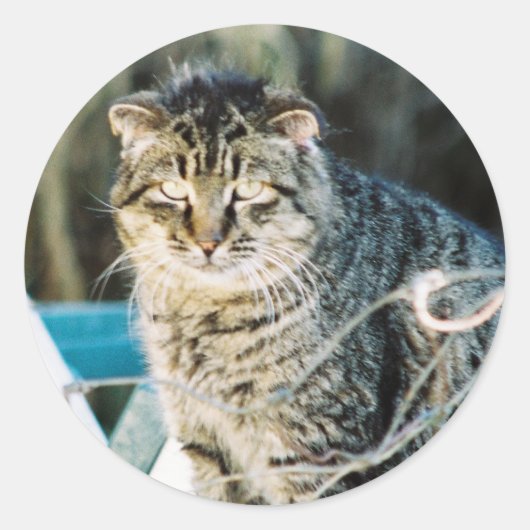 Punk Rock Feral Tom Cat Ronde Sticker (Voorkant)