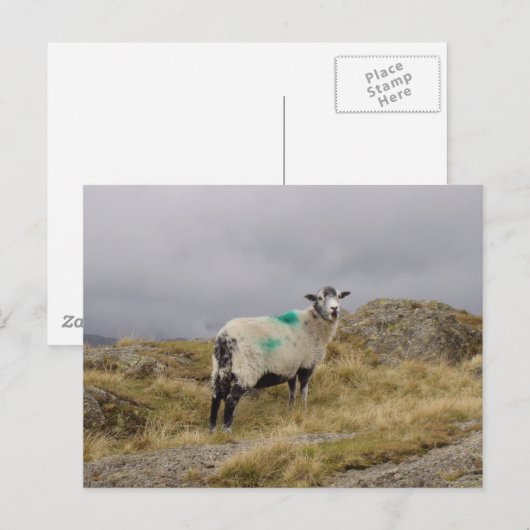 Punk schapen briefkaart (Voorkant / Achterkant)