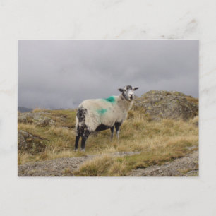 Punk schapen briefkaart