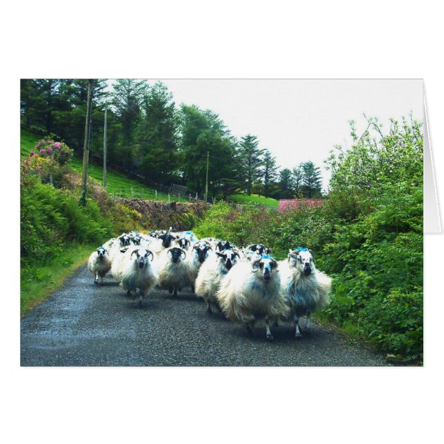 Punk schapen op het Beara-schiereiland in Ierland (Voorkant Horizontaal)