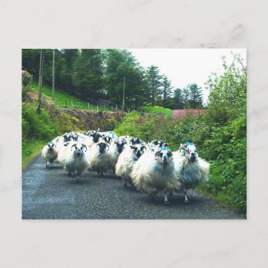 Punk schapen op het Beara-schiereiland in Ierland Briefkaart (Voorkant)