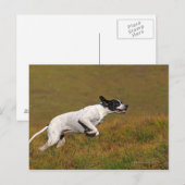 Punt. Canis lupus familiaris Briefkaart (Voorkant / Achterkant)