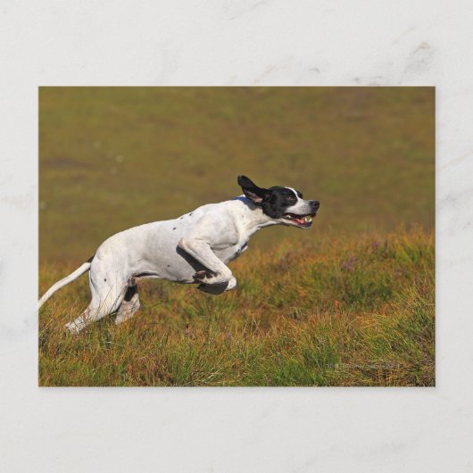 Punt. Canis lupus familiaris Briefkaart (Voorkant)