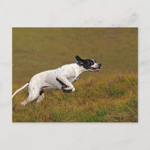 Punt. Canis lupus familiaris Briefkaart