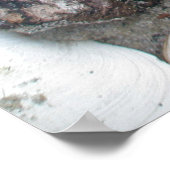  punt Jude Cape Codder Lure BITE ME! Poster (Hoek)