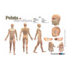 Punten en meridianen van het lichaam - Geannoteerd