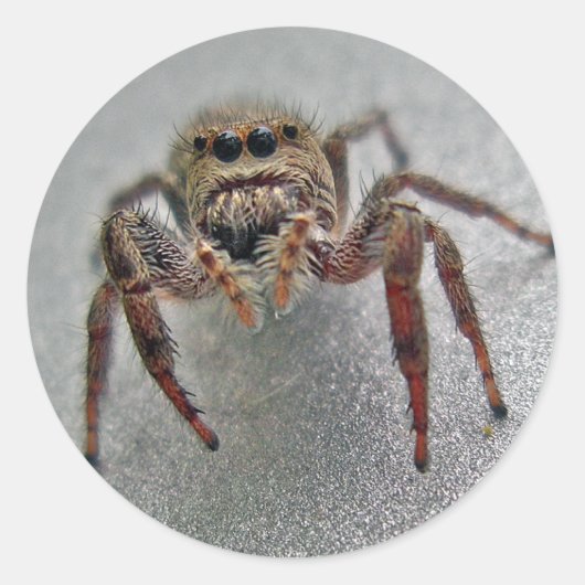 Punten uit de Phiddipus Jumping Spider-reeks Ronde Sticker (Voorkant)