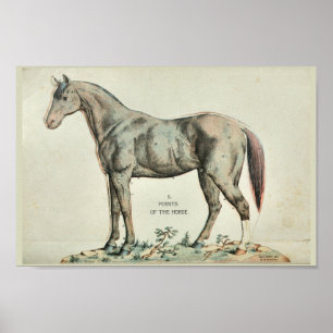 Punten van de  Anatomy Print van de Paarden