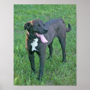 Pup Pup Laughing Poster