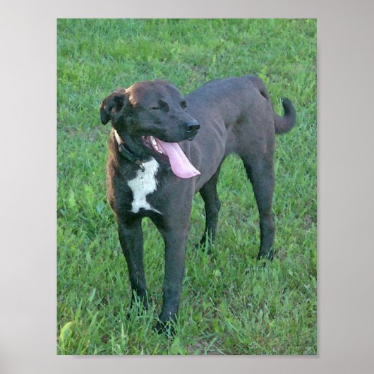 Pup Pup Laughing Poster (Voorkant)