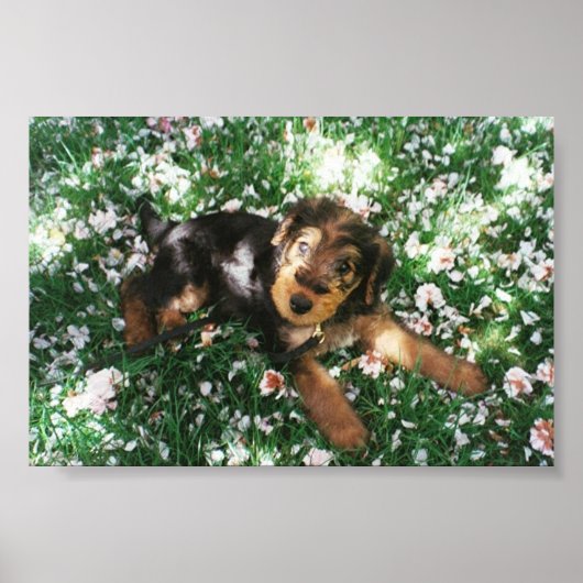 Pup van Airedale in het bloemveld Poster (Voorkant)