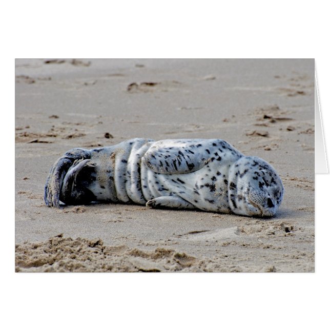 Pup van Zee (Voorkant Horizontaal)