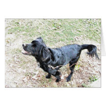 Pup wacht op een loopje