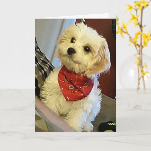 PUP WENST "JE TWEELING"/"BESTE VRIEND" VERJAARDAGS KAART (Gele Bloem)