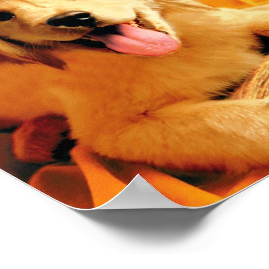 Pup with heks Pet and Broom Poster (Hoek)