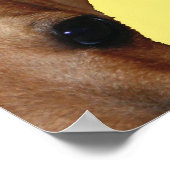 PUPNOSE POSTER (Hoek)