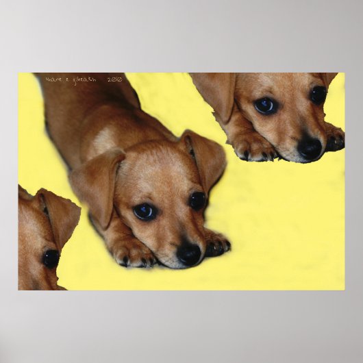 PUPNOSE POSTER (Voorkant)