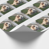 Pupper Socks Cadeaupapier (Hoek)