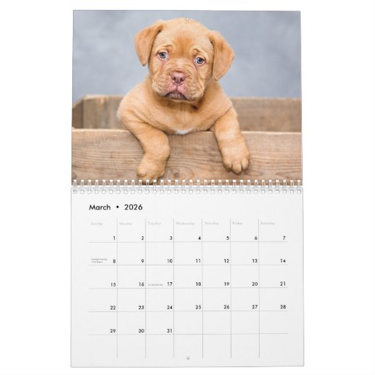 Puppies 2026 Calendar Kalender (Mar 2026)