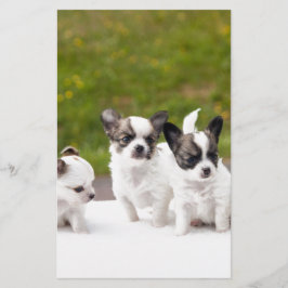 puppies-453532.jpg
