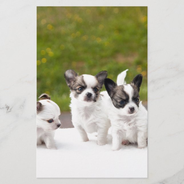 puppies-453532.jpg (Voorkant)