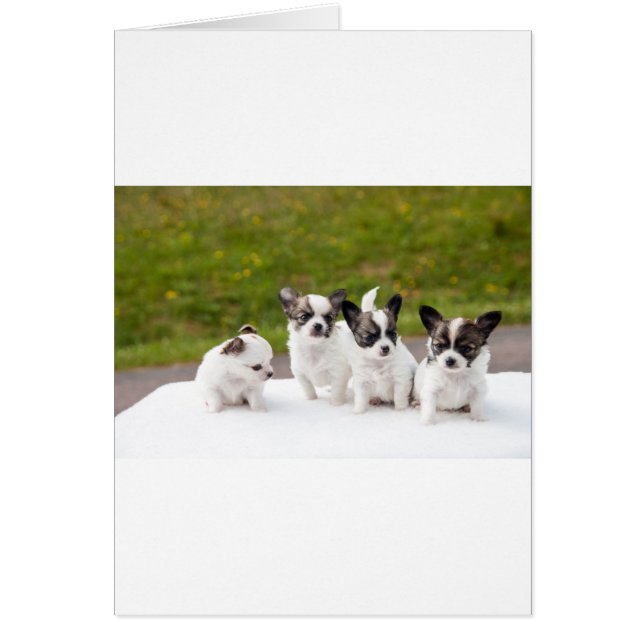 puppies-453532.jpg (Voorkant)