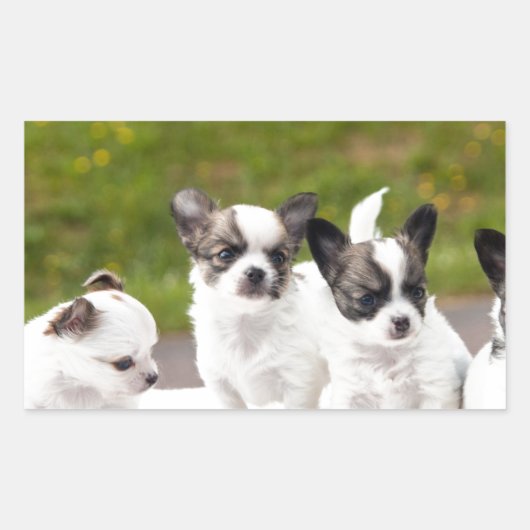 puppies-453532.jpg rechthoekige sticker (Voorkant)