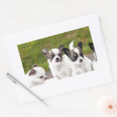 puppies-453532.jpg rechthoekige sticker (Envelop)