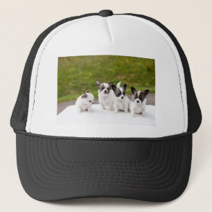 puppies-453532.jpg trucker pet