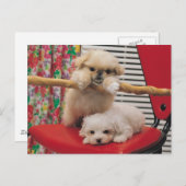 Puppies afspelen briefkaart (Voorkant / Achterkant)