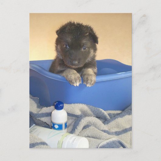 Puppies Bath Time Briefkaart (Voorkant)