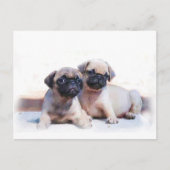 Puppies Briefkaart (Voorkant)